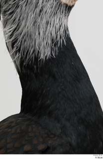 Bird  9 neck 0001.jpg